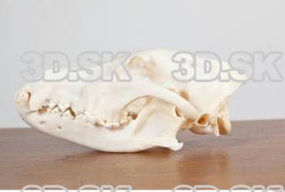 Skull photo reference 0036